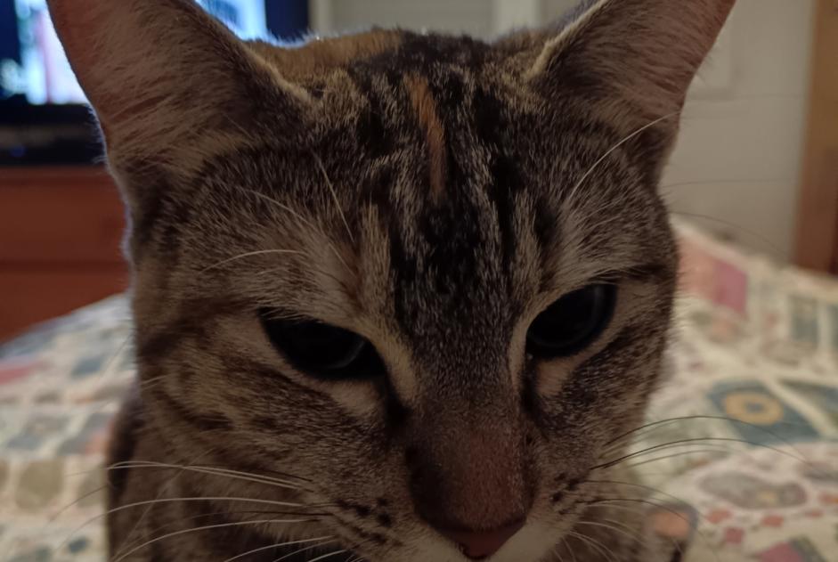 Vermisstmeldung Katze Weiblich , 1 jahre Bayonne Frankreich Vermisstmeldung Katze Weiblich , 1 jahre Bayonne Frankreich