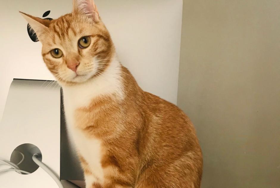 Alerte Disparition Chat Mâle , 5 ans Pau France Alerte Disparition Chat Mâle , 5 ans Pau France