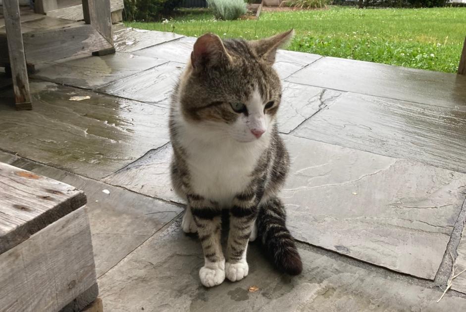 Alerte Découverte Chat Mâle Ciboure France
